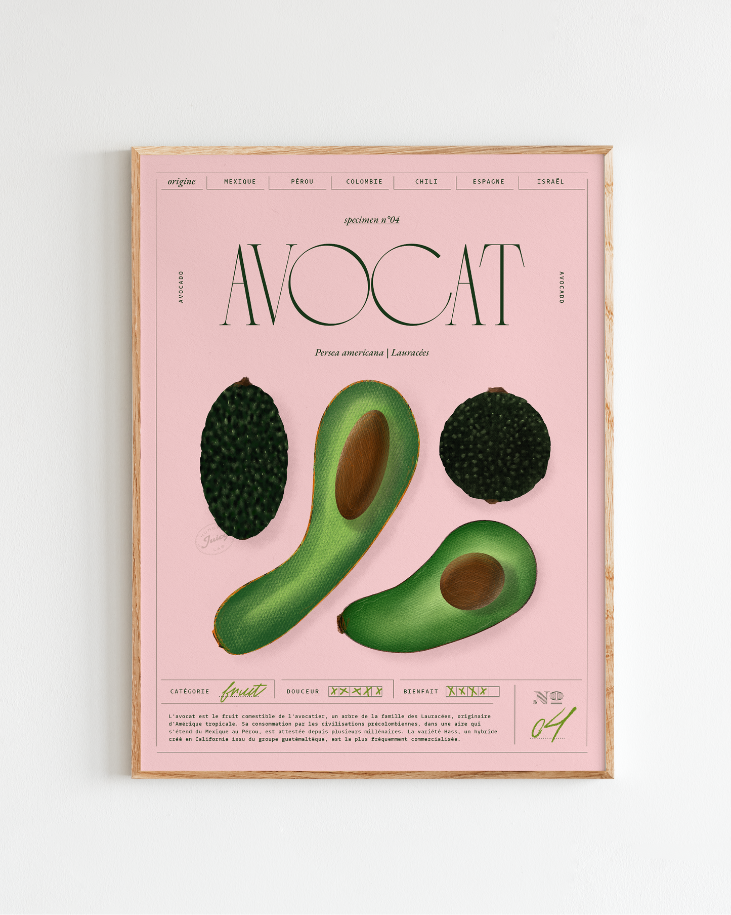 Avocat | Specimen N.04