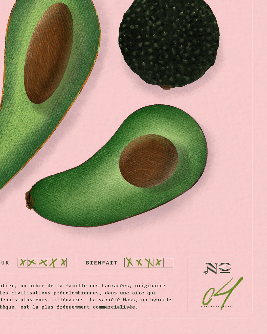 Avocat | Specimen N.04