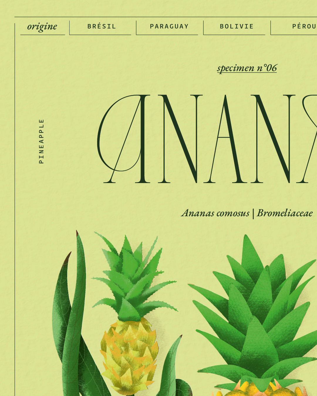 Ananas | Specimen N.06