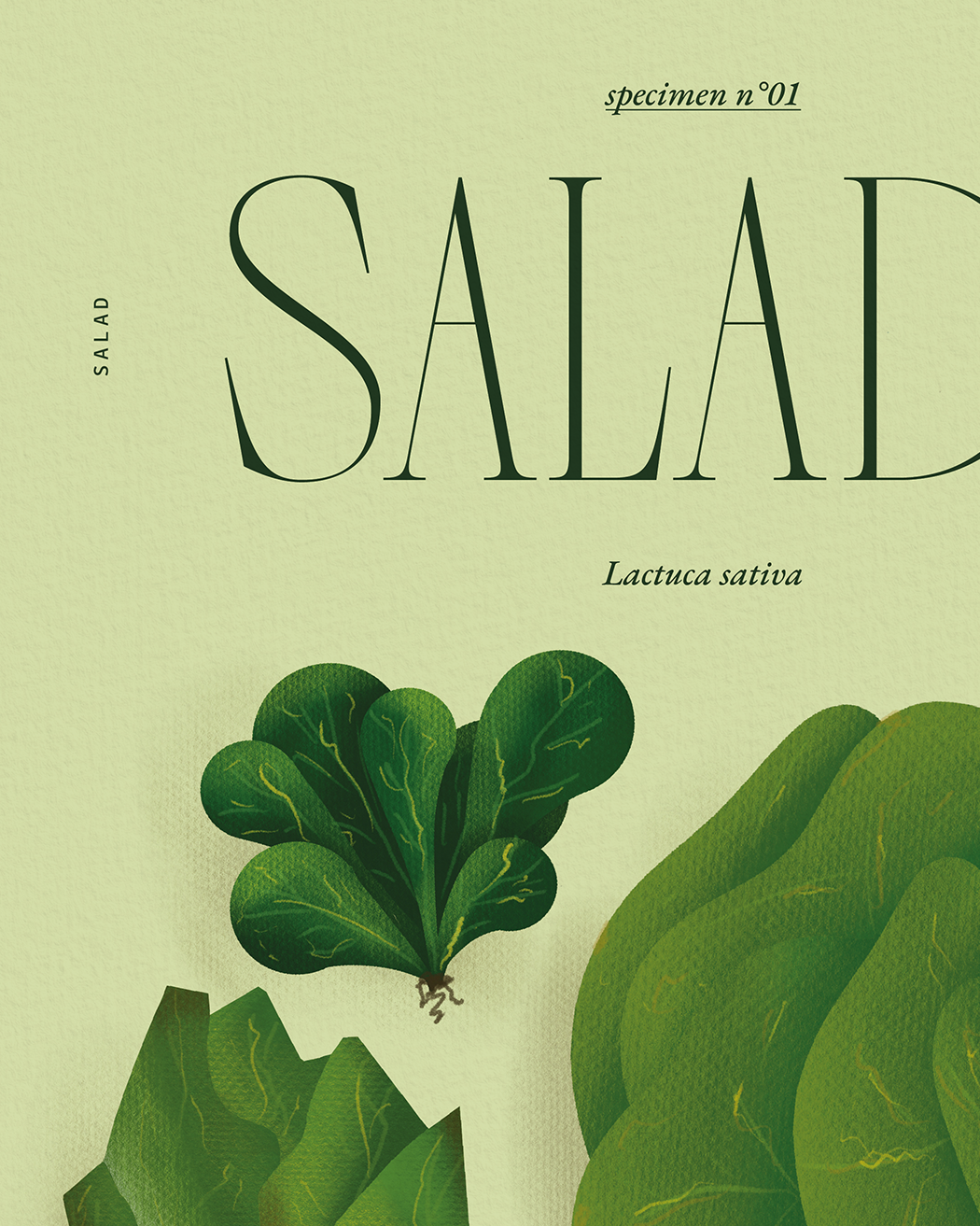 Salade | Specimen N.01