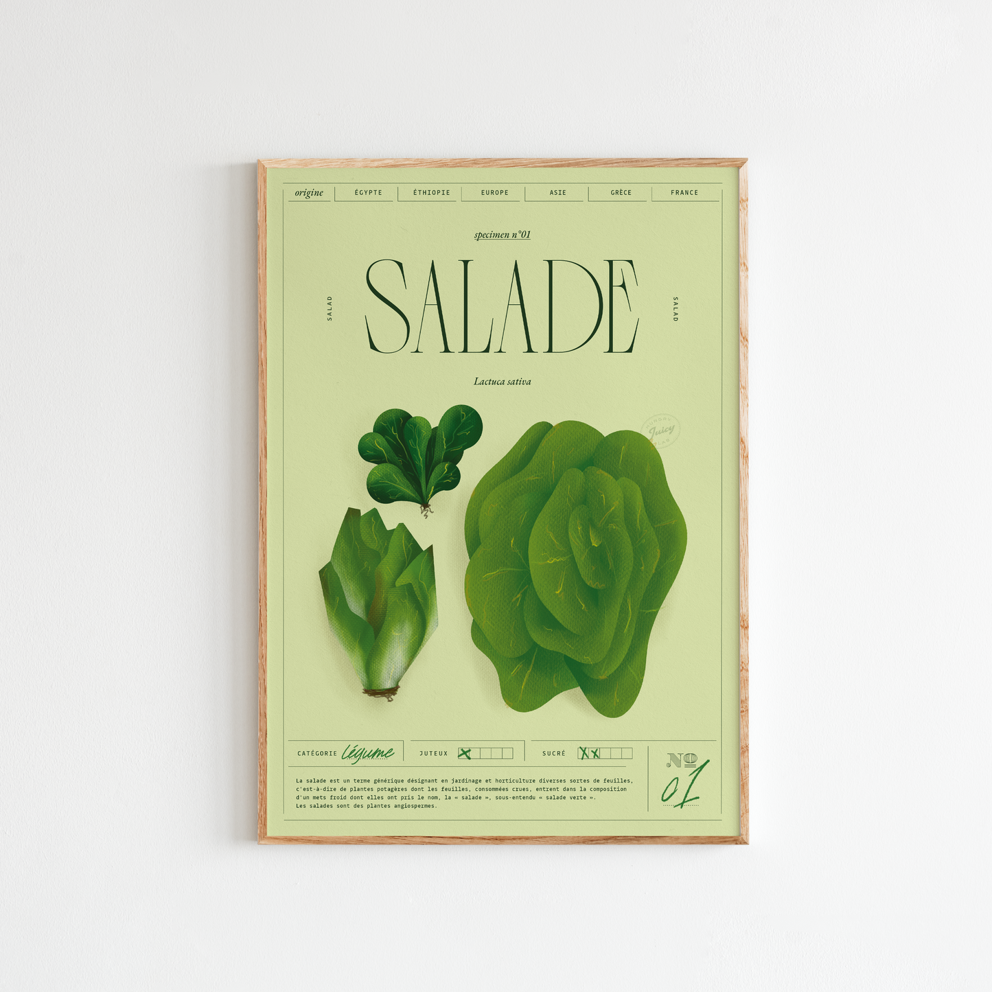 Salade | Specimen N.01