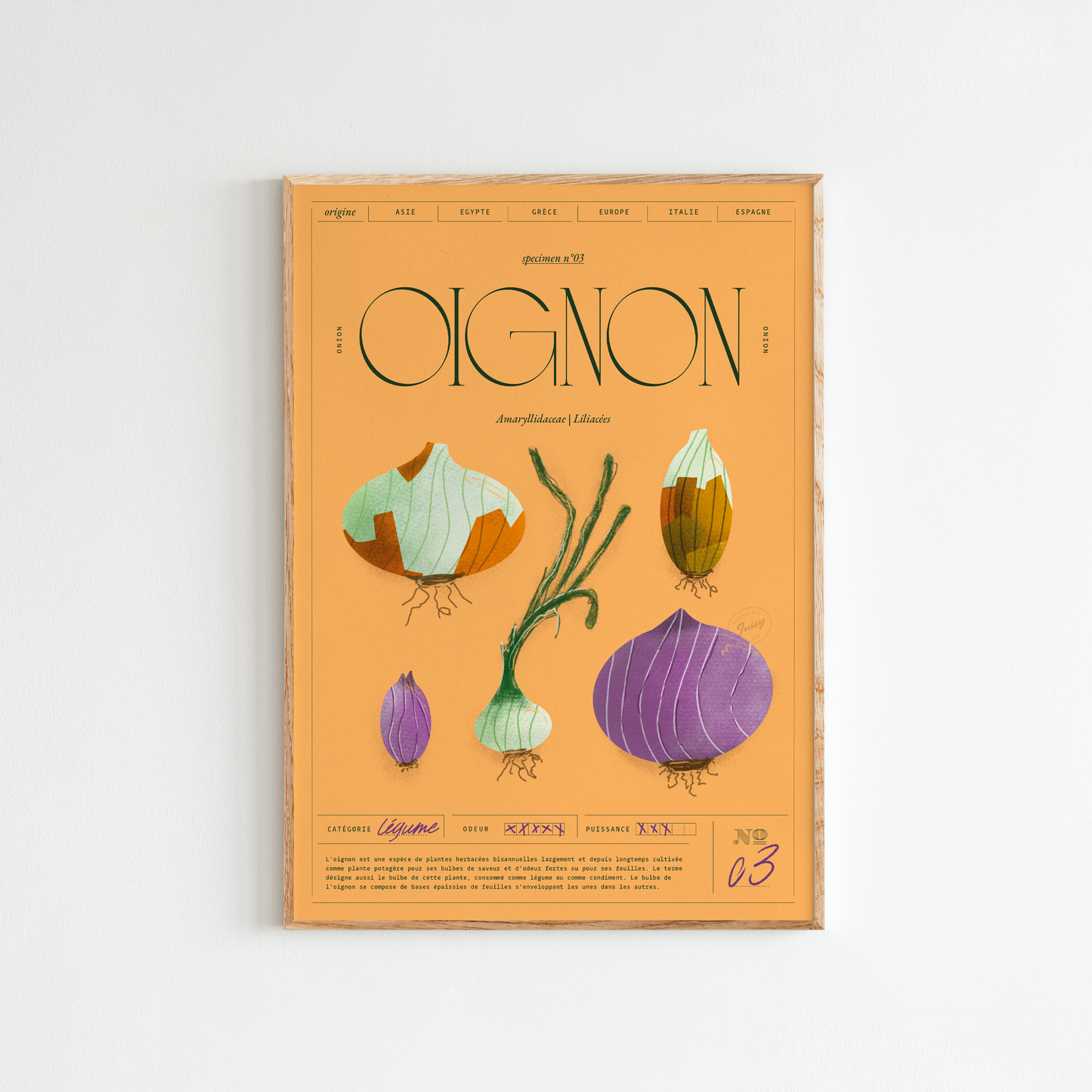 Oignon | Specimen N.03