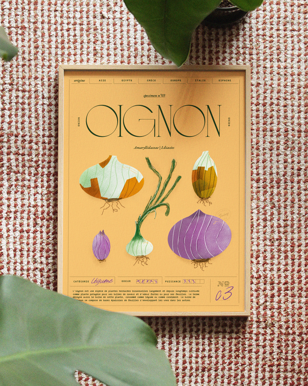 Oignon | Specimen N.03