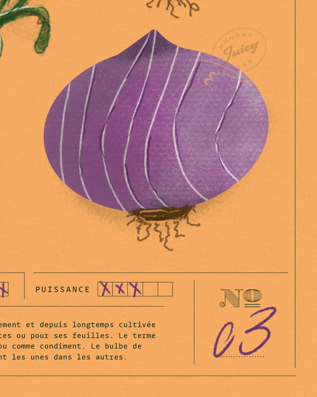 Oignon | Specimen N.03