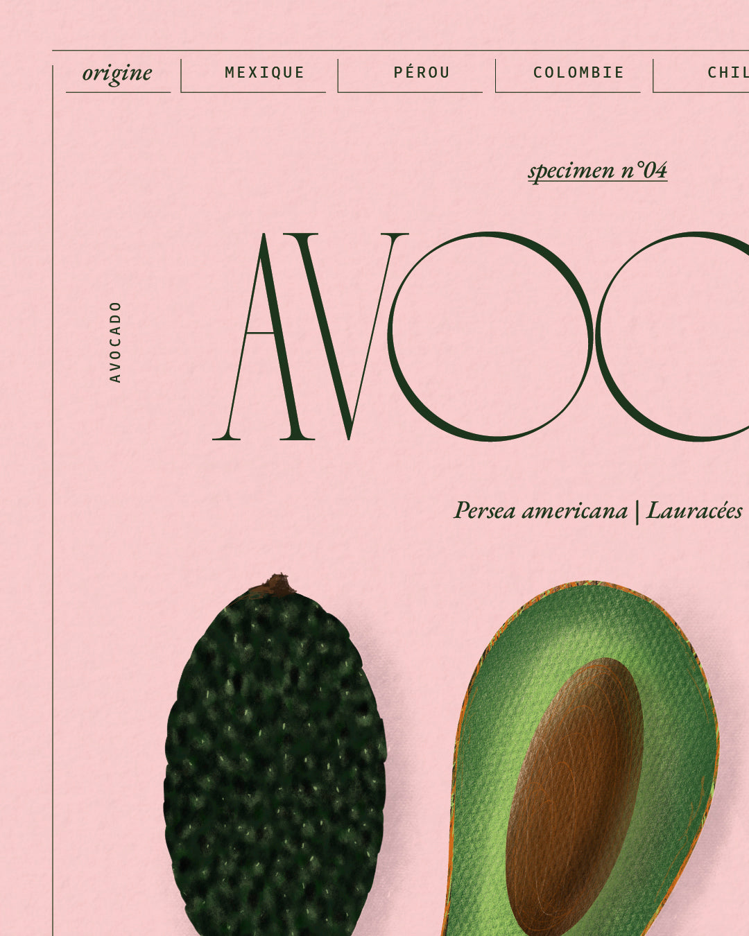 Avocat | Specimen N.04